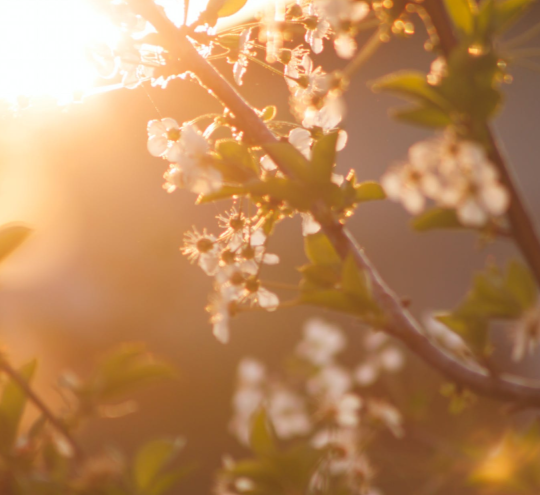 detox printemps