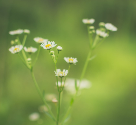 kapha printemps